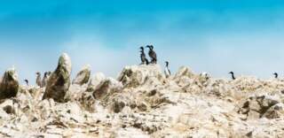 Excursiones a las Islas Ballestas